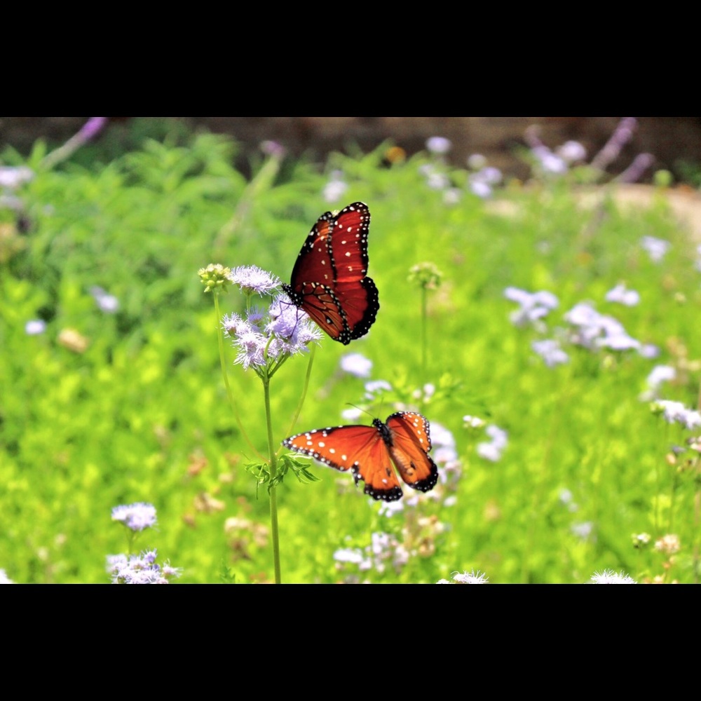 Meet your Posher, Lien